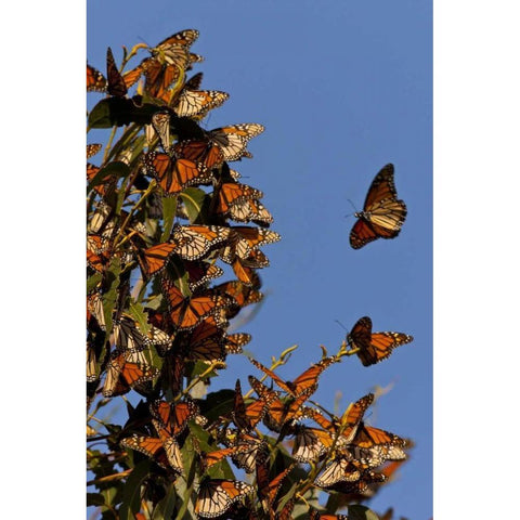 CA, San Luis Obispo Co, Monarchs in migration Black Modern Wood Framed Art Print by Illg, Cathy and Gordon