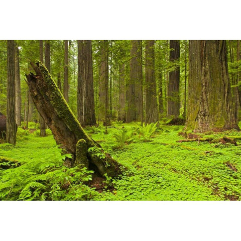 CA, Humboldt Redwoods SP Green forest scenic White Modern Wood Framed Art Print by Illg, Cathy and Gordon
