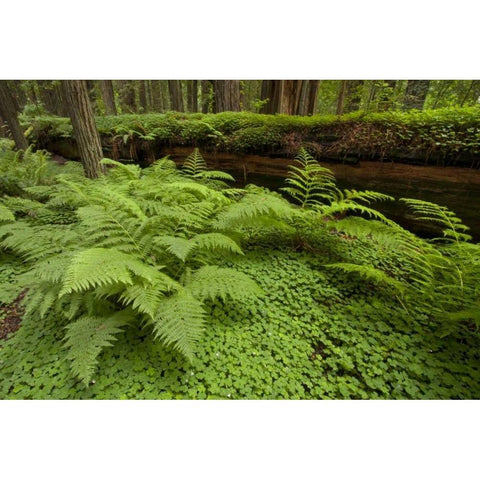 CA, Ferns and sorrel in Humboldt  redwoods forest Black Modern Wood Framed Art Print by Illg, Cathy and Gordon