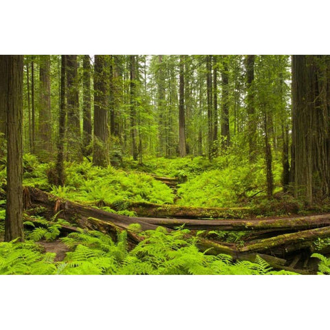 CA, Humboldt Redwoods Bracken ferns and redwoods Black Modern Wood Framed Art Print by Illg, Cathy and Gordon