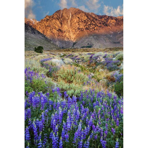 California Blooming lupine at Division Creek Gold Ornate Wood Framed Art Print with Double Matting by Flaherty, Dennis