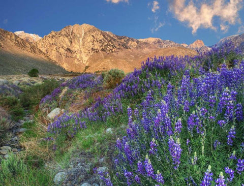 California Blooming lupine at Division Creek Black Ornate Wood Framed Art Print with Double Matting by Flaherty, Dennis