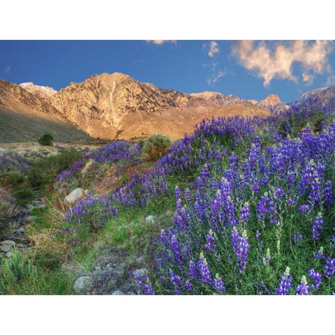 California Blooming lupine at Division Creek Black Modern Wood Framed Art Print with Double Matting by Flaherty, Dennis
