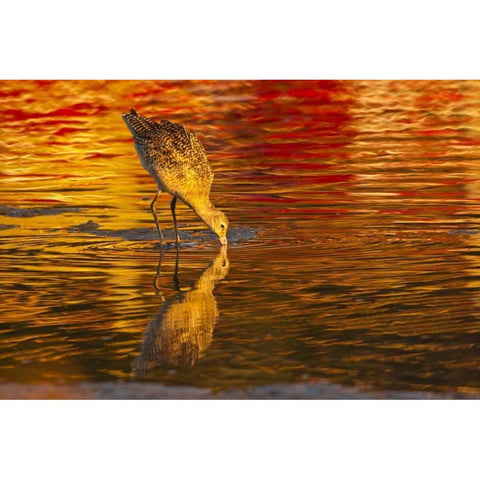 CA, San Luis Obispo Co Marbled godwit feeding Black Modern Wood Framed Art Print by Illg, Cathy and Gordon
