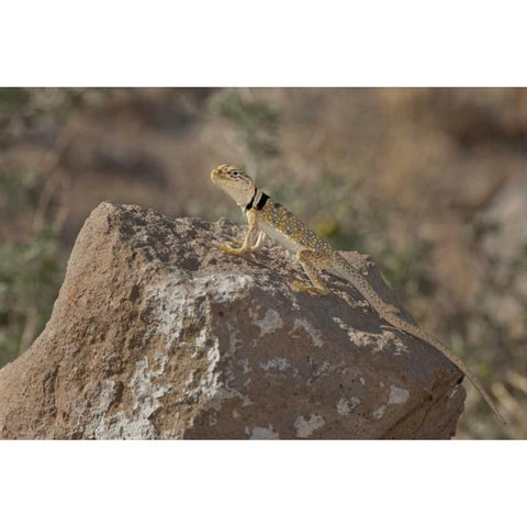 CA, Redding Canyon Great Basin collared lizard Black Modern Wood Framed Art Print with Double Matting by Welling, Dave