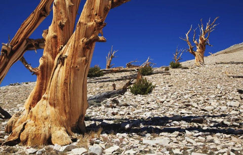 CA, White Mts Ancient bristlecone pines Black Ornate Wood Framed Art Print with Double Matting by Flaherty, Dennis