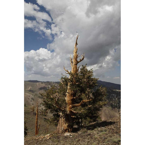 California, White Mts Ancient bristlecone pine Black Modern Wood Framed Art Print with Double Matting by Flaherty, Dennis