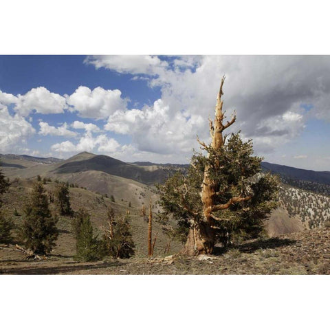 California, White Mts Ancient bristlecone pine White Modern Wood Framed Art Print by Flaherty, Dennis