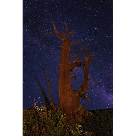 CA, White Mts A bristlecone pine and Milky Way White Modern Wood Framed Art Print by Flaherty, Dennis