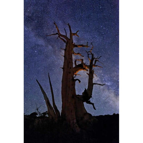 CA, White Mts A bristlecone pine and Milky Way Black Modern Wood Framed Art Print with Double Matting by Flaherty, Dennis