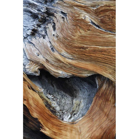 CA, White Mts Trunk of a bristlecone pine tree Black Modern Wood Framed Art Print by Flaherty, Dennis