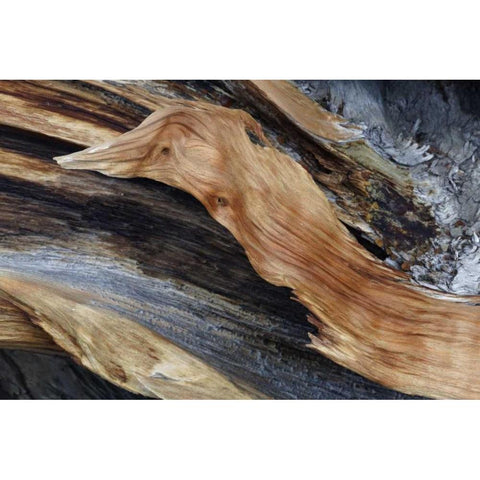 CA, White Mts Trunk of a bristlecone pine tree Black Modern Wood Framed Art Print by Flaherty, Dennis