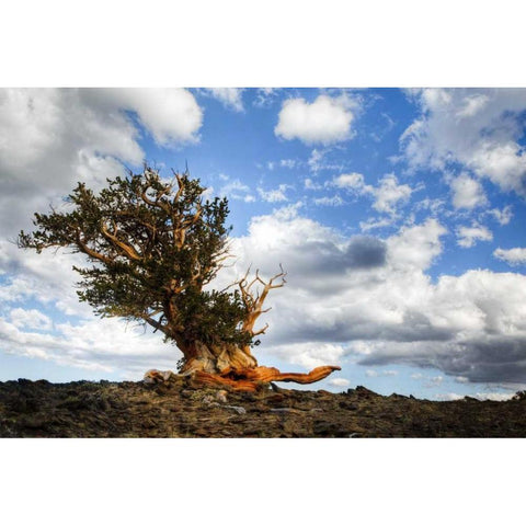 CA, White Mts Ancient bristlecone pine tree White Modern Wood Framed Art Print by Flaherty, Dennis