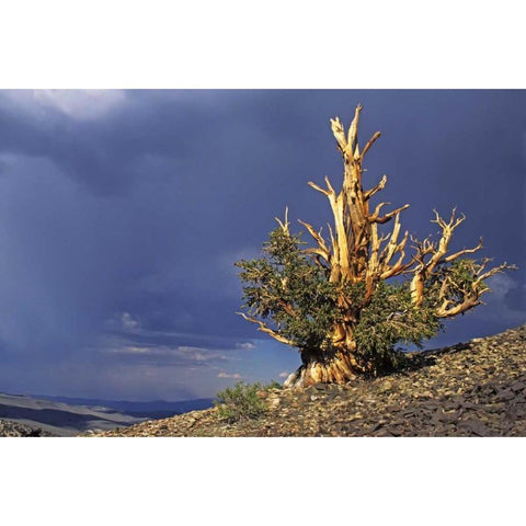 California, White Mts Bristlecone pine tree Black Modern Wood Framed Art Print with Double Matting by Flaherty, Dennis