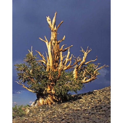 California, White Mts Bristlecone pine tree White Modern Wood Framed Art Print by Flaherty, Dennis