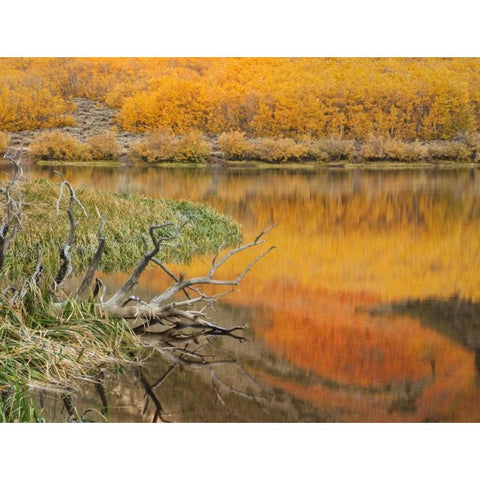 CA, Autumn reflect in North Lake near Bishop White Modern Wood Framed Art Print by Flaherty, Dennis