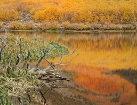 CA, Autumn reflect in North Lake near Bishop Black Ornate Wood Framed Art Print with Double Matting by Flaherty, Dennis