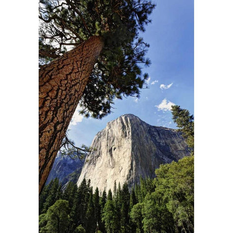 California, Yosemite View of El Capitan landmark Gold Ornate Wood Framed Art Print with Double Matting by Flaherty, Dennis