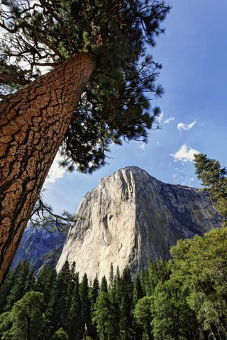 California, Yosemite View of El Capitan landmark White Modern Wood Framed Art Print with Double Matting by Flaherty, Dennis