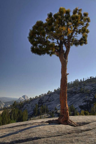 CA, Yosemite Solitary tree grows from rock White Modern Wood Framed Art Print with Double Matting by Flaherty, Dennis