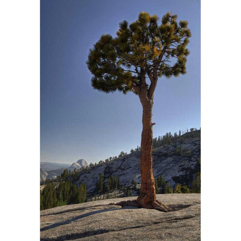 CA, Yosemite Solitary tree grows from rock Black Modern Wood Framed Art Print by Flaherty, Dennis