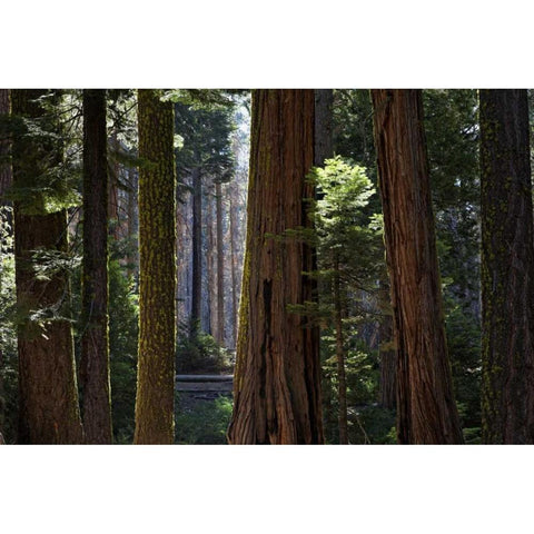 CA, Yosemite Redwood trees in the Mariposa Grove Black Modern Wood Framed Art Print with Double Matting by Flaherty, Dennis