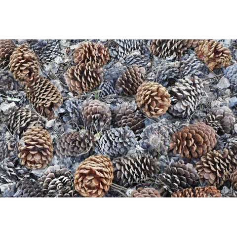 CA, Fallen Jeffrey pine cones in Sierra Nevada White Modern Wood Framed Art Print by Flaherty, Dennis