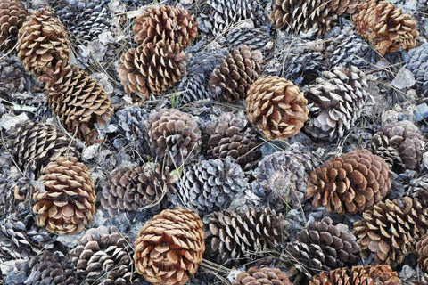 CA, Fallen Jeffrey pine cones in Sierra Nevada Black Ornate Wood Framed Art Print with Double Matting by Flaherty, Dennis