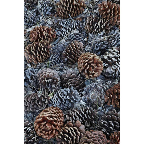 CA, Fallen Jeffrey pine cones in Sierra Nevada Black Modern Wood Framed Art Print with Double Matting by Flaherty, Dennis