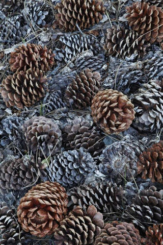 CA, Fallen Jeffrey pine cones in Sierra Nevada Black Ornate Wood Framed Art Print with Double Matting by Flaherty, Dennis