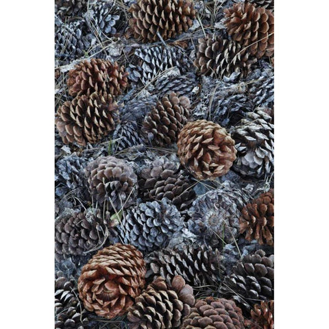 CA, Fallen Jeffrey pine cones in Sierra Nevada White Modern Wood Framed Art Print by Flaherty, Dennis