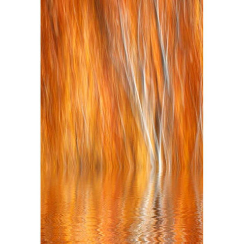 CA, Grant Lake Abstract of autumn aspen trees White Modern Wood Framed Art Print by Flaherty, Dennis