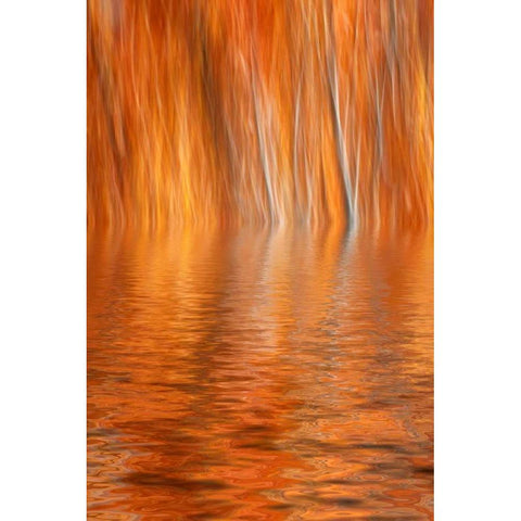 CA, Grant Lake Abstract of autumn aspen trees Gold Ornate Wood Framed Art Print with Double Matting by Flaherty, Dennis