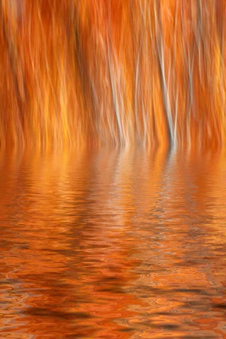 CA, Grant Lake Abstract of autumn aspen trees Black Ornate Wood Framed Art Print with Double Matting by Flaherty, Dennis