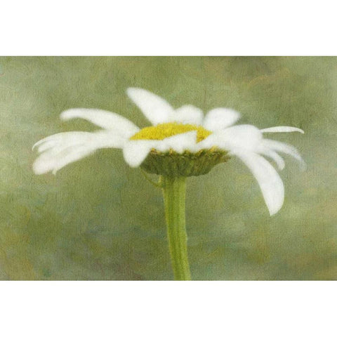 California Daisy with a textured background White Modern Wood Framed Art Print by Flaherty, Dennis