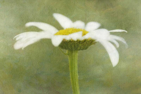 California Daisy with a textured background Black Ornate Wood Framed Art Print with Double Matting by Flaherty, Dennis