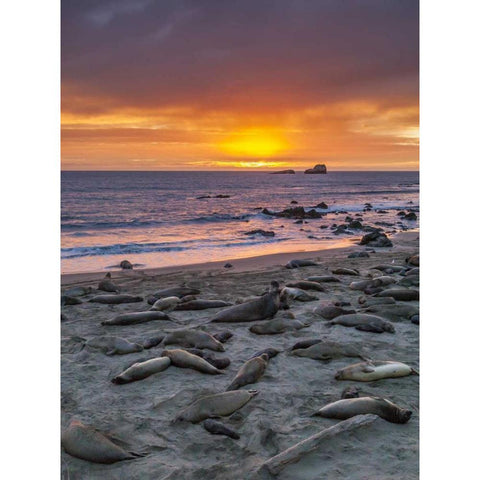 CA, Piedras Blancas Elephant seals on beach Black Modern Wood Framed Art Print with Double Matting by Illg, Cathy and Gordon