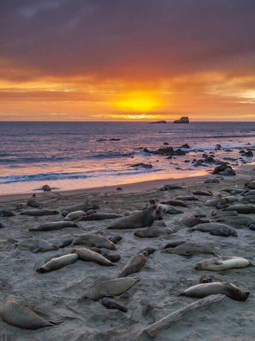 CA, Piedras Blancas Elephant seals on beach White Modern Wood Framed Art Print with Double Matting by Illg, Cathy and Gordon