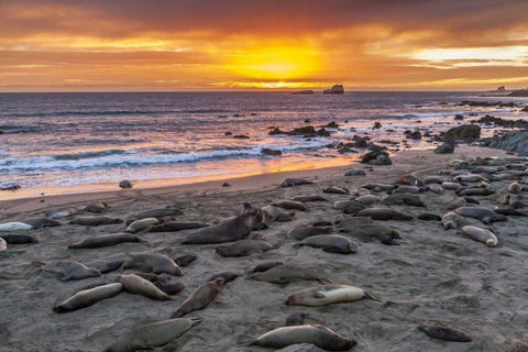 CA, Piedras Blancas Elephant seals on beach Black Ornate Wood Framed Art Print with Double Matting by Illg, Cathy and Gordon