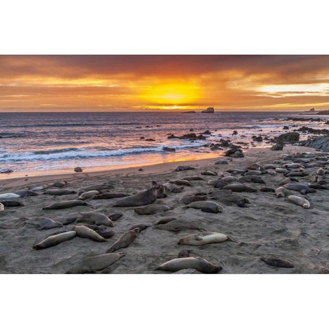 CA, Piedras Blancas Elephant seals on beach Black Modern Wood Framed Art Print by Illg, Cathy and Gordon