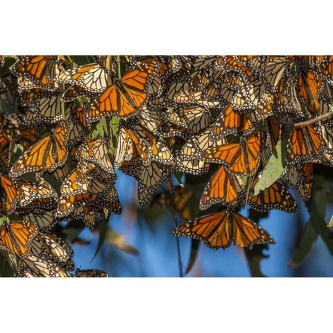 California Monarch butterflies on leaves Black Modern Wood Framed Art Print by Illg, Cathy and Gordon