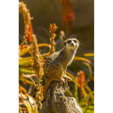 USA, California, Santa Barbara Meerkat on stump Gold Ornate Wood Framed Art Print with Double Matting by Illg, Cathy and Gordon