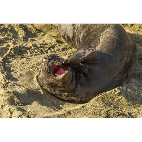 CA, Piedras Blancas Elephant seal yawning Black Modern Wood Framed Art Print by Illg, Cathy and Gordon
