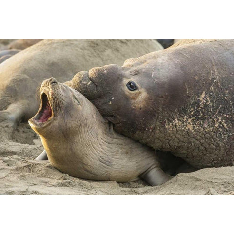 CA Male elephant seal gives love bite to female Black Modern Wood Framed Art Print by Illg, Cathy and Gordon
