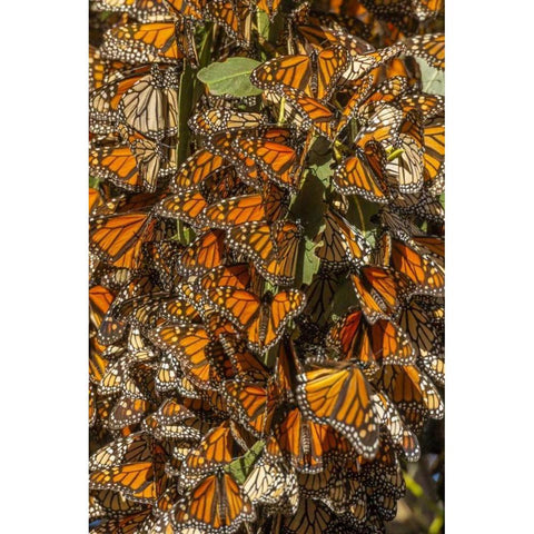 California Monarch butterflies on leaves Black Modern Wood Framed Art Print by Illg, Cathy and Gordon