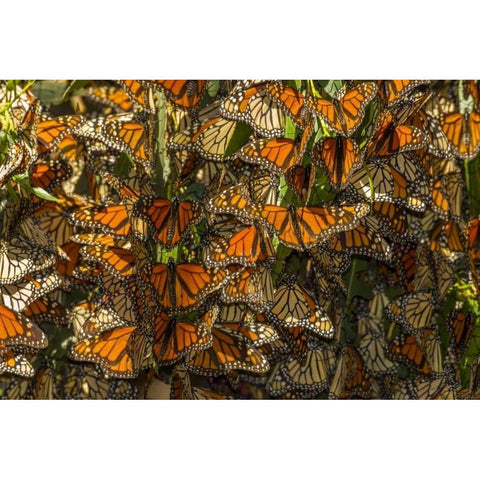California Monarch butterflies on leaves Gold Ornate Wood Framed Art Print with Double Matting by Illg, Cathy and Gordon
