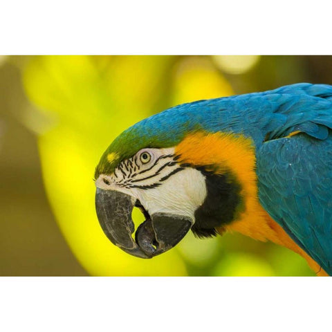 California, Santa Barbara Profile of macaw Black Modern Wood Framed Art Print by Illg, Cathy and Gordon