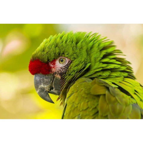 California, Santa Barbara Profile of macaw Gold Ornate Wood Framed Art Print with Double Matting by Illg, Cathy and Gordon