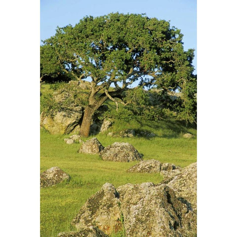USA, California California oak tree scenic Black Modern Wood Framed Art Print by Bush, Marie