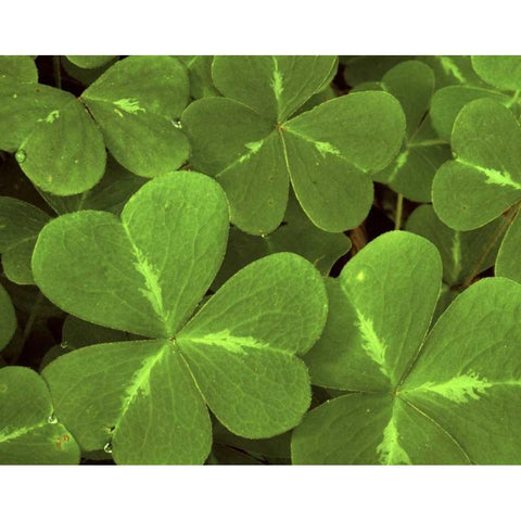 USA, California, Muir Woods Close-up of clover White Modern Wood Framed Art Print by Bush, Marie